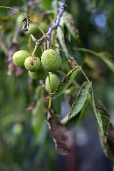 Noci Acide Verdi Ramo Noce Con Foglie — Foto Stock