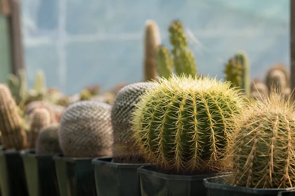 Különböző Faj Kaktuszok — Stock Fotó