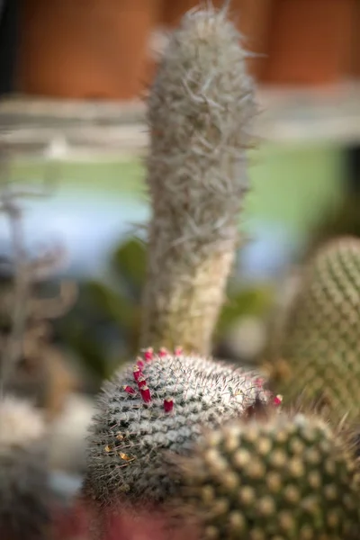 Olika Arter Kaktus — Stockfoto