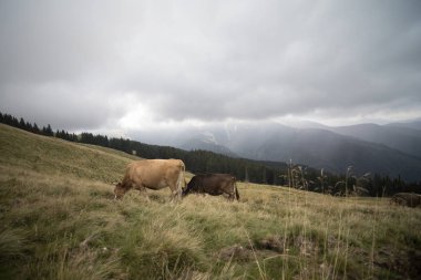 yağmurlu bir günde bir dağ çayır üzerinde ineklerin
