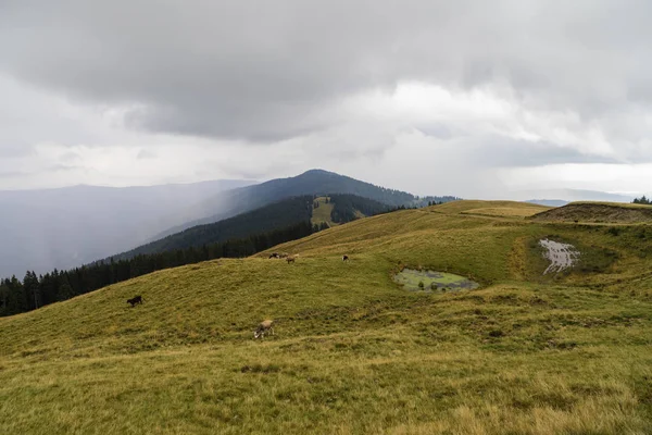 Paysage Avec Rideaux Fortes Pluies Torrentielles Dans Les Montagnes — Photo