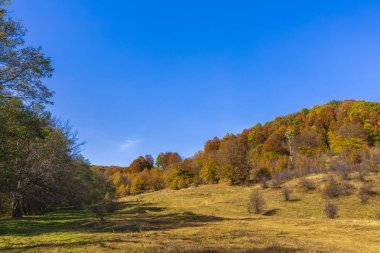 Renkli sonbahar manzara. Karpat Dağları, Romanya, Europe.