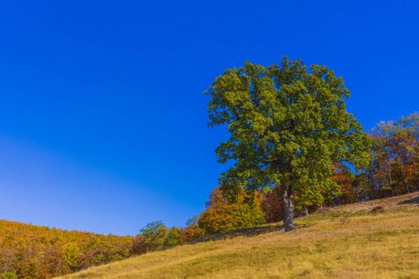 Renkli sonbahar manzara. Karpat Dağları, Romanya, Europe.