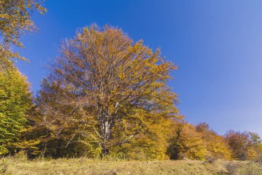 Renkli sonbahar manzara. Karpat Dağları, Romanya, Europe.