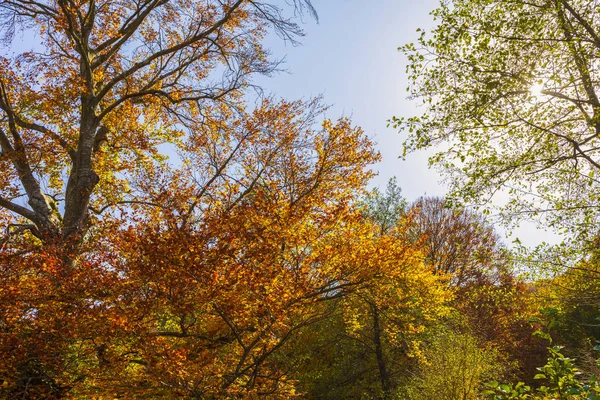 Malebnou Podzimní Krajinou Karpaty Rumunsko Evropa — Stock fotografie