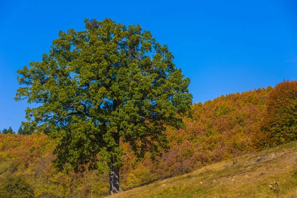 Красочный Осенний Пейзаж Карпаты Румыния Европа — стоковое фото