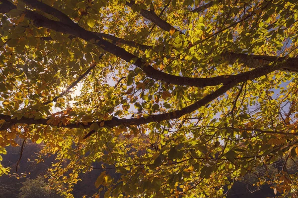 Peisaj Colorat Toamnă Munții Carpați România Europa — Fotografie, imagine de stoc