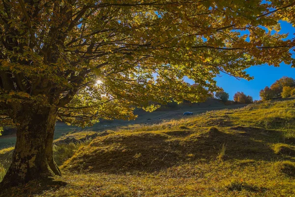 Paysage Automne Coloré Carpates Roumanie Europe — Photo