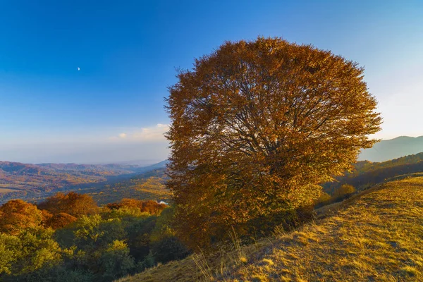 Colorato Paesaggio Autunnale Montagne Carpazie Romania Europa — Foto Stock