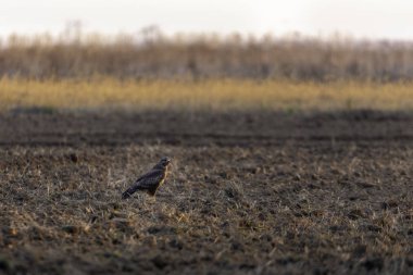 Kış aylarında çim sahada ayakta Şahin kartal. Kuşları doğal ortamlarında
