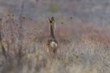 Dişi geyik arkasından görüntülemek