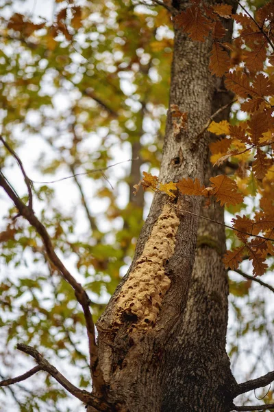 Φωλιά Από Σφήκες Πάνω Ένα Δέντρο Στο Δάσος — Φωτογραφία Αρχείου