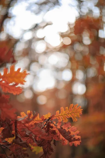 Εικόνα Αφηρημένα Φθινόπωρο Φύλλα Δέντρων — Φωτογραφία Αρχείου