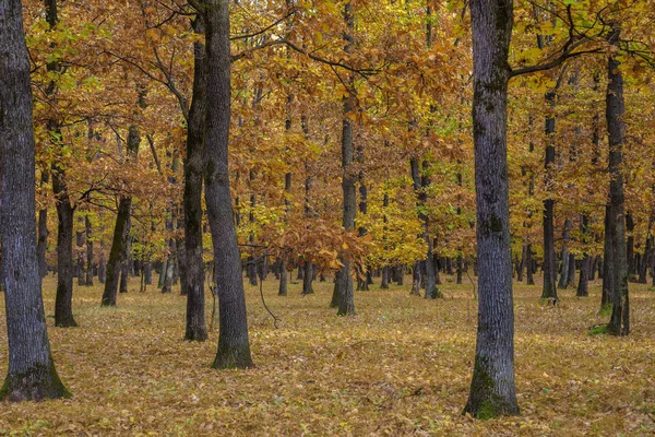 Autumn, Fall scene. Beautiful Autumnal park. Beauty nature scene. Autumn landscape, Trees and Leaves, foggy forest.