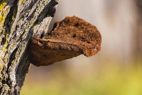 Deciduous Tinder Mushroom Growing Tree Bark — Stock Photo, Image
