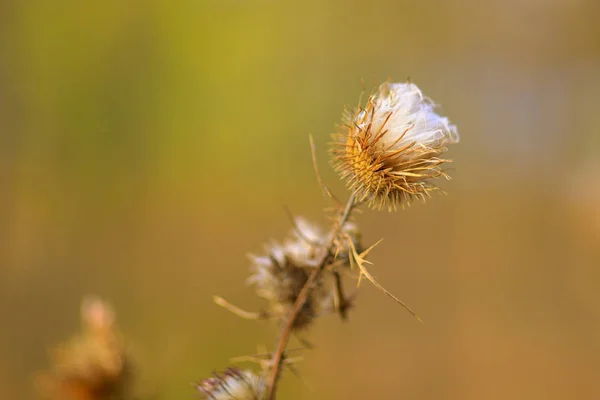 Thistle Flower Autumn Blur Background — Stock Photo, Image