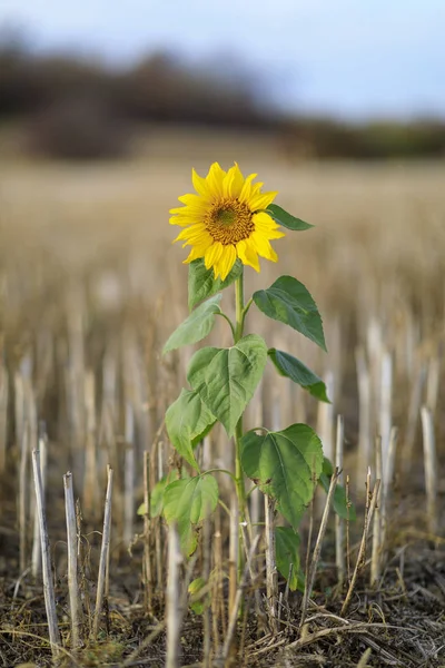 Tournesol Isolé Parmi Les Champs — Photo