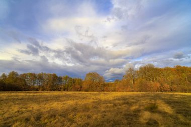 Diğer ağaçlar sonbahar günü glade kenarında arasında eski meşe