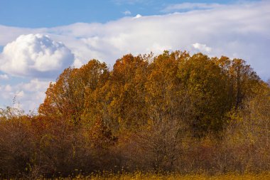 Sonbahar günü meşe ormanı ile güzel manzara