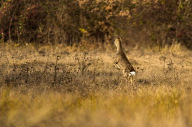 Karaca vahşi Buck geyik
