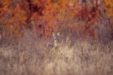 Karaca vahşi Buck geyik