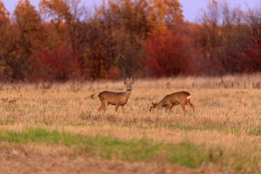 Karaca vahşi Buck geyik