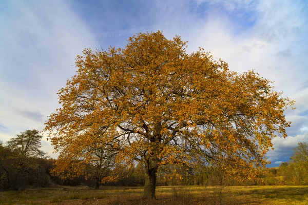 Vieux Chêne Parmi Autres Arbres Bord Clairière Jour Automne — Photo