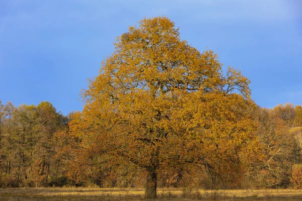 Alte Eiche Unter Anderen Bäumen Waldrand Herbsttag — Stockfoto