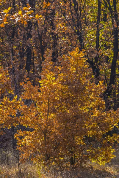 Όμορφο Τοπίο Δρύινο Δάσος Στην Ημέρα Του Φθινοπώρου — Φωτογραφία Αρχείου