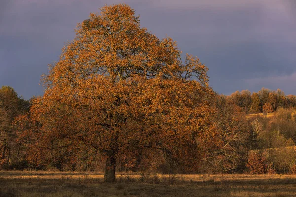 Roble Viejo Entre Otros Árboles Borde Del Claro Día Otoño — Foto de Stock