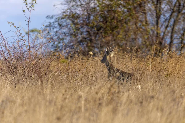 Cerf Virginie Avec Chevreuil Dans Nature — Photo