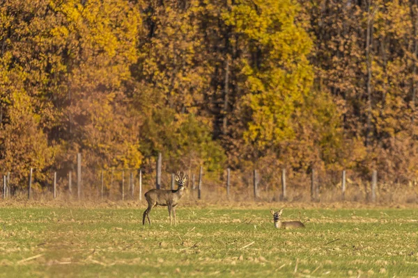 Buck Jelen Roe Deer Přírodě — Stock fotografie