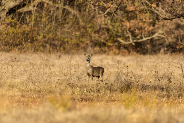 Cerf Virginie Avec Chevreuil Dans Nature — Photo