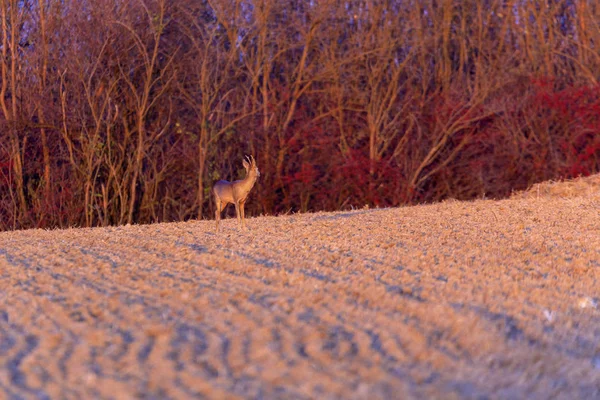 Buck Veado Com Corça Cervo Natureza — Fotografia de Stock