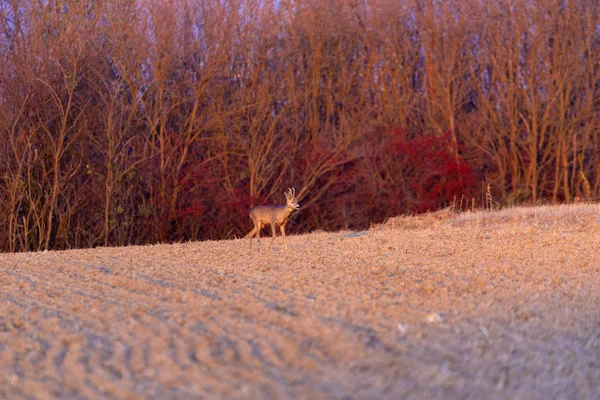 Buck Deer Roe Deer Wild — Stock Photo, Image