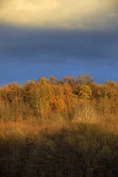 Beau Paysage Avec Forêt Chênes Journée Automne — Photo