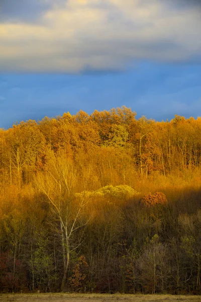 秋天与橡树林美丽的风景 — 图库照片
