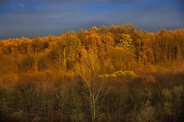 Krásná Krajina Dubovým Lesem Podzimní Den — Stock fotografie