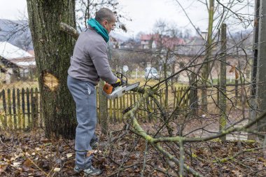 Orman işçisi - oduncu testere ile çalışır. O büyük bir ağaç ormandaki keser.