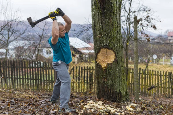 Trabajador Leñadores Talando Árbol Rompiendo Muchas Astillas Bosque Con Gran — Foto de Stock