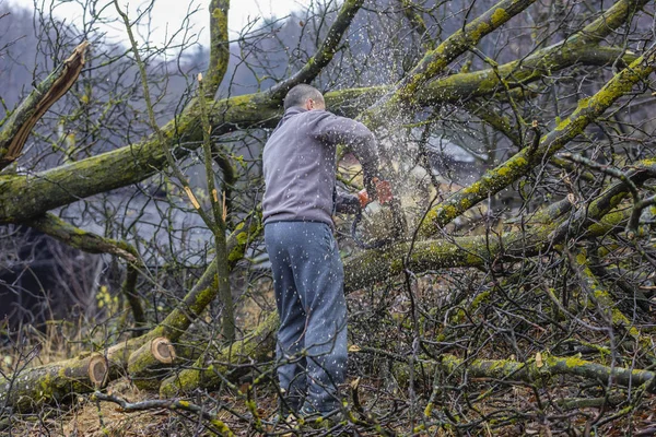 Forestry Worker Lumberjack Works Chainsaw Cuts Big Tree Forest — Stock Photo, Image