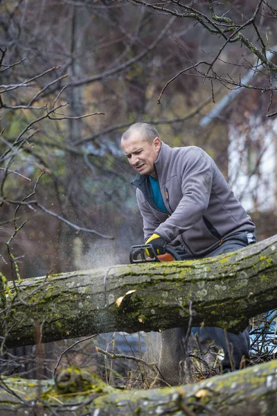 Forestry Worker Lumberjack Works Chainsaw Cuts Big Tree Forest — Stock Photo, Image