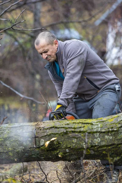 Forestry Worker Lumberjack Works Chainsaw Cuts Big Tree Forest — Stock Photo, Image