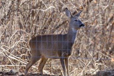 Hayvanat Bahçesi barlar arasında güzel geyik