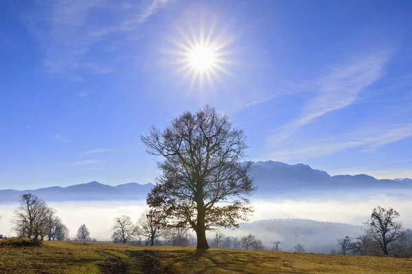 霧と太陽の上に背景に山とオーク — ストック写真