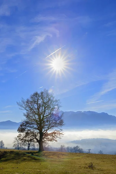 Una Quercia Con Una Montagna Sullo Sfondo Nella Nebbia Sole — Foto Stock