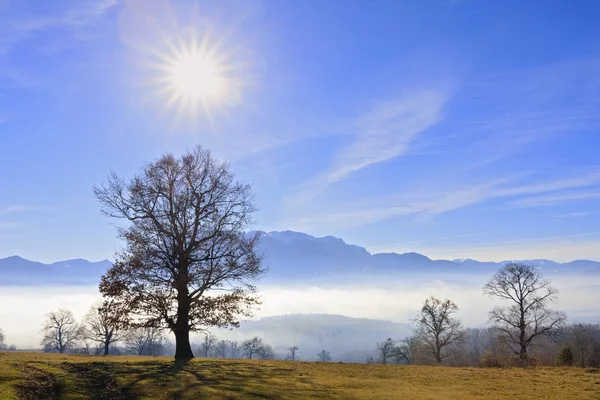 在雾中和上面的太阳中 有一座山的橡树 — 图库照片