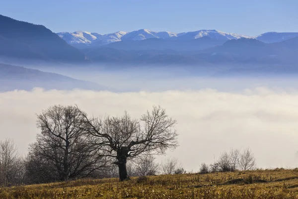 Quercia Con Montagna Uno Sfondo Avvolto Nella Nebbia Giornata Sole — Foto Stock