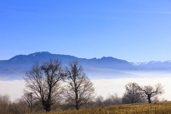橡木与山的背景包裹在雾蒙蒙的阳光明媚的日子 — 图库照片