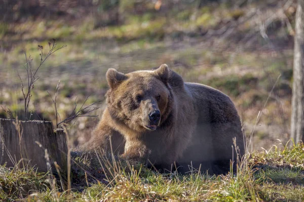 Oso Pardo Europeo Descansando Suelo Ursus Arctos —  Fotos de Stock